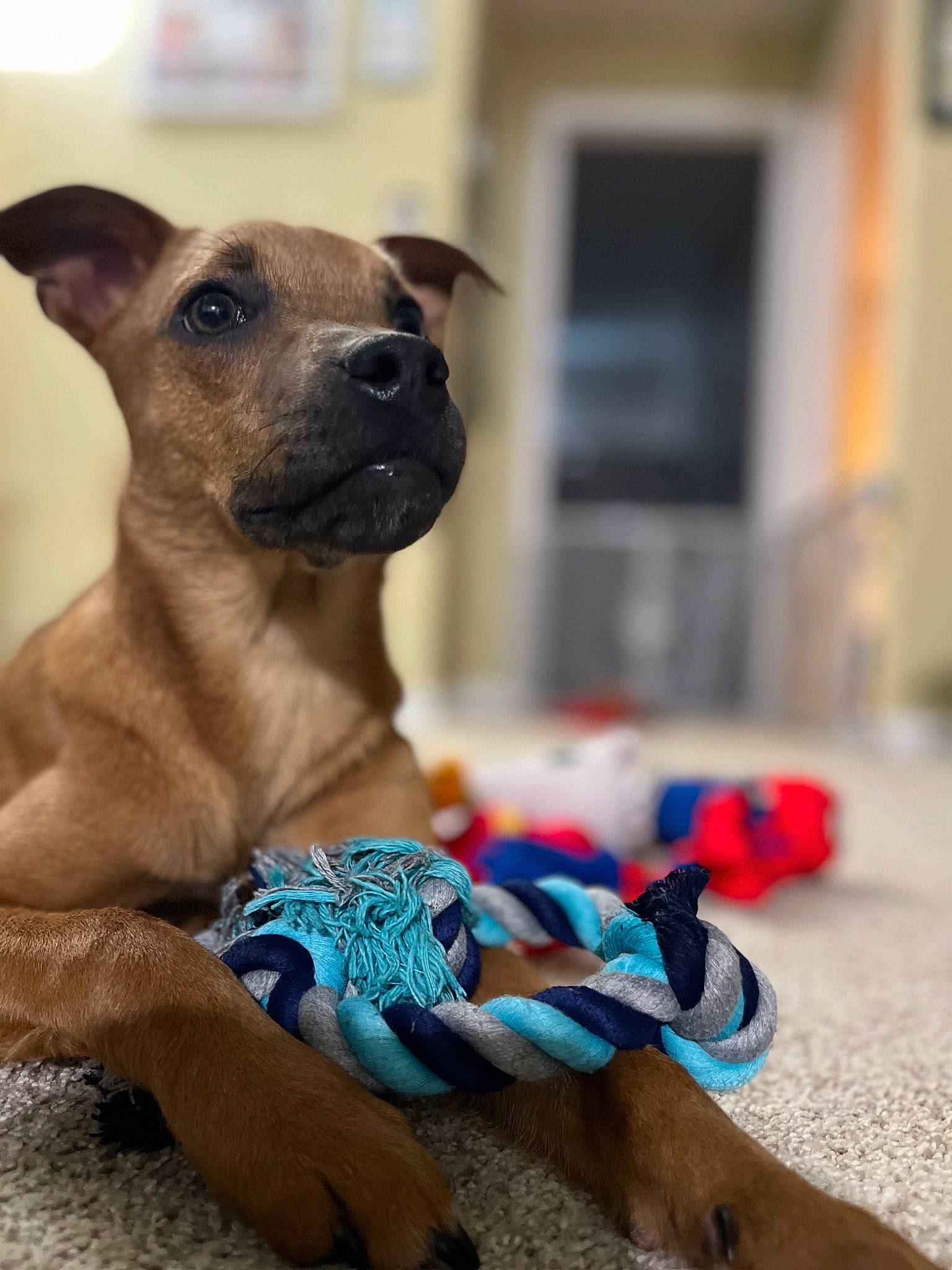 Vinny joined the competition — help win amazing prizes! canidae, carnivore, collar, companion_dog, dog, dog_breed, dog_collar, dog_supply, electric_blue, fawn, fur, pet_supply, snout, sporting_group, terrestrial_animal, toy, toy_dog, whiskers, wood, working_animal