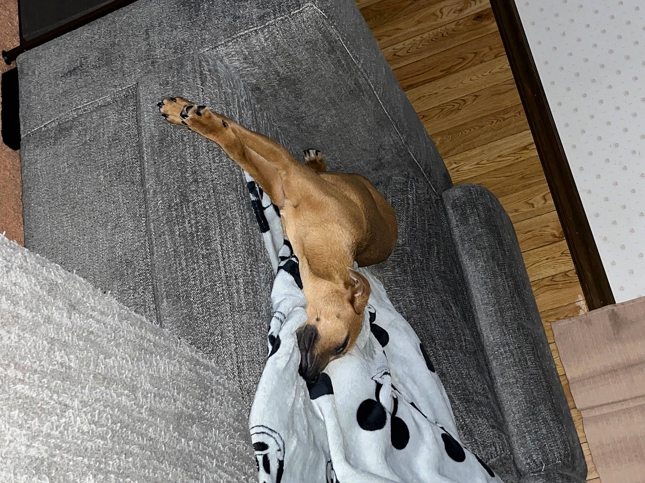 Vinny is registered to the contest to win money with this photo: bag, canidae, carnivore, companion_dog, dog, dog_breed, eyewear, facade, fawn, font, gun_barrel, luggage_and_bags, pattern, religious_item, shadow, sporting_group, tail, terrestrial_animal, wood