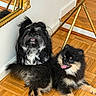 black_dog, companion, corner, cute, dog, fluffy, fur, gold_frame, home, indoor, mirror, pet, plant_stand, playful, puppy, relaxed, small_dog, smiling, tongue_out, wooden_floor
