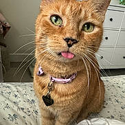 Cheeto is registered to the contest to win money with this photo: cat, orange_tabby, green_eyes, tongue_out, collar, heart_tag, bed, bedspread, floral_pattern, whiskers, indoor, pet, cute, feline, sleepy, fur, ears, nose, closeup, domestic_animal
