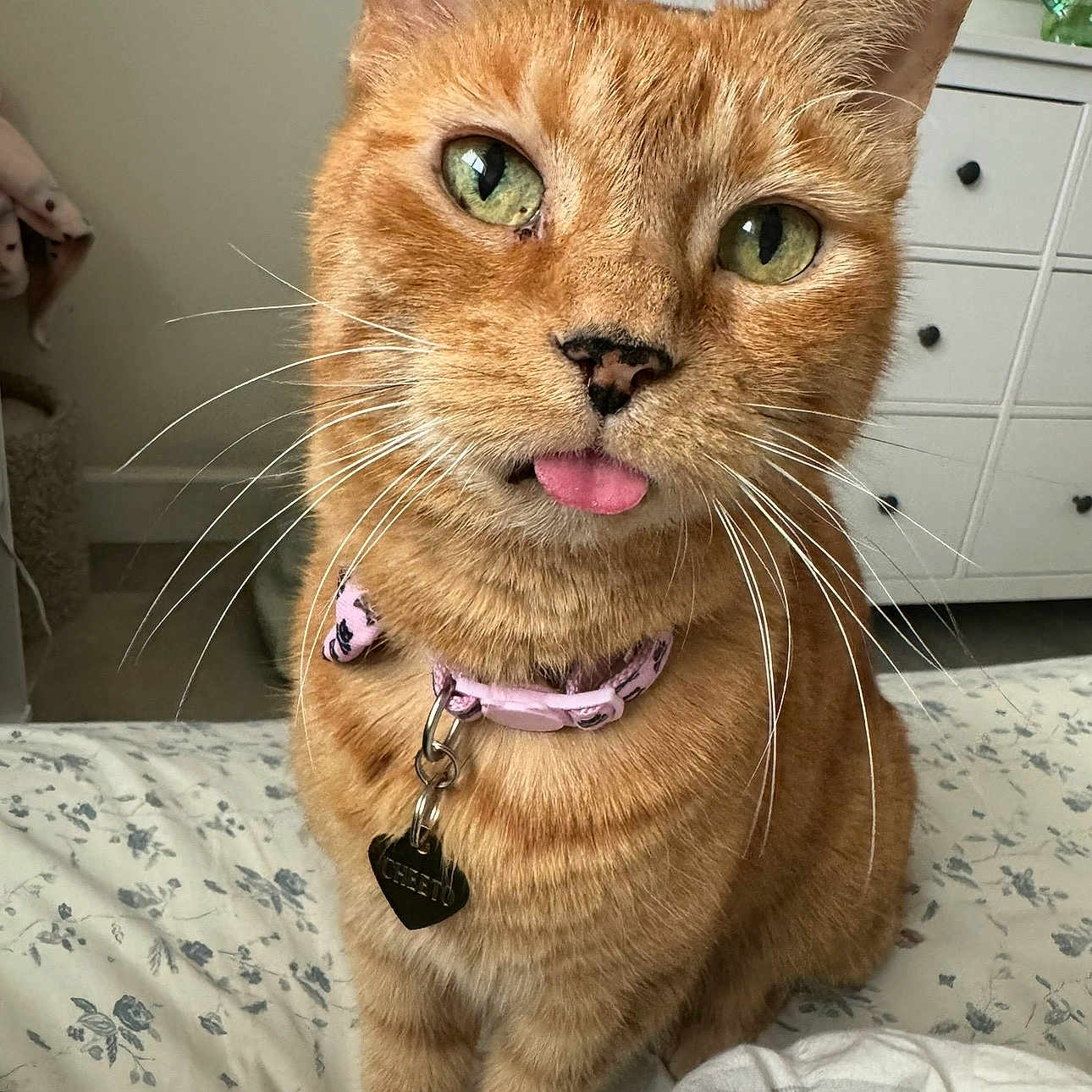 Cheeto is registered to the contest to win money with this photo: cat, orange_tabby, green_eyes, tongue_out, collar, heart_tag, bed, bedspread, floral_pattern, whiskers, indoor, pet, cute, feline, sleepy, fur, ears, nose, closeup, domestic_animal