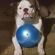 Haskell joined the competition — help win amazing prizes! animal, ball, brown, bulldog, canine, close_up, dog, expression, face, floor, front_view, guarding, indoor, lying_down, paws, pet, playful, shadow, toy, white