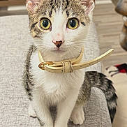 Brooklyn joined the competition — help win amazing prizes! animal, belt, cat, close_up, collar, couch, cute, ears, eyes, face, home, indoors, kitten, pet, portrait, sitting, sofa, tabby, whiskers, white_fur