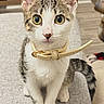 animal, belt, cat, close_up, collar, couch, cute, ears, eyes, face, home, indoors, kitten, pet, portrait, sitting, sofa, tabby, whiskers, white_fur