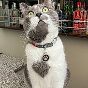 Tommy is registered to the contest to win money with this photo: cat, gray_cat, white_cat, pet, collar, paw_tag, green_eyes, countertop, granite, bar, bottles, liquor, alcohol, glass_shelf, indoor, curious, sitting, feline, closeup, domestic_animal