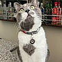 cat, gray_cat, white_cat, pet, collar, paw_tag, green_eyes, countertop, granite, bar, bottles, liquor, alcohol, glass_shelf, indoor, curious, sitting, feline, closeup, domestic_animal