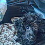 puppy, dog, black_dog, curly_fur, blanket, leopard_print, pet_carrier, indoor, close_up, cute, young_dog, fur, animal, canine, resting, looking_up, soft_texture, cozy, small_dog, companion