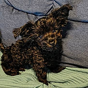 Susuwatari joined the competition — help win amazing prizes! puppy, dog, black_fur, curly_fur, pet, cute, animal, indoor, cozy, cushion, blanket, looking_up, ears_up, small_dog, fur_texture, companion, domestic_animal, snout, whiskers, relaxed