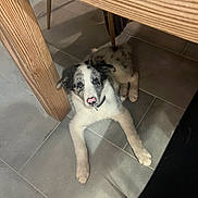 Aïko participe au concours pour gagner de l'argent avec cette photo : puppy, dog, blue_eyes, pink_nose, tile_floor, wooden_table, indoor, pet, animal, cute, laying_down, looking_up, fur, black_and_white, collar, young_dog, domestic, floor, legs, home