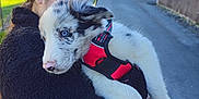 Aïko participe au concours pour gagner de l'argent avec cette photo : person, dog, puppy, blue_eyes, red_harness, black_jacket, glasses, outdoor, street, suburban, autumn, trees, sunlight, holding, pet, fur, cute, animal, daytime, nature