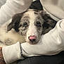 Aïko a rejoint le concours — aidez-le/la à gagner de superbes lots ! puppy, dog, pet, white_sweatshirt, calvin_klein, person, arm, closeup, cute, nose, fur, black_and_white, tattoo, indoor, resting, looking_up, soft, comfort, adorable, young_dog