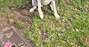 Blue is registered to the contest to win money with this photo: dog, black_and_white, collar, grass, grave_marker, flower, pink, outdoor, pet, animal, sitting, leash, nature, memorial, stone, daylight, canine, fur, portrait, park