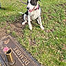 dog, black_and_white, collar, grass, grave_marker, flower, pink, outdoor, pet, animal, sitting, leash, nature, memorial, stone, daylight, canine, fur, portrait, park