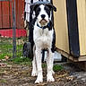 dog, black_and_white, collar, outdoor, grass, dirt, fence, shed, cart, equipment, pet, animal, standing, alert, yard, nature, canine, domestic_animal, blue_collar, background