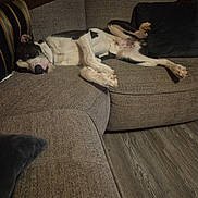 Blue is registered to the contest to win money with this photo: dog, black_and_white, lying_down, couch, sofa, indoor, relaxed, pet, canine, floor, wood_floor, furniture, pillow, resting, domestic_animal, living_room, comfortable, sleepy, home, animal