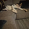 dog, black_and_white, lying_down, couch, sofa, indoor, relaxed, pet, canine, floor, wood_floor, furniture, pillow, resting, domestic_animal, living_room, comfortable, sleepy, home, animal
