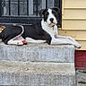 dog, black_and_white, lying_down, steps, concrete, gate, metal, yellow_siding, outdoor, pet, canine, collar, resting, curious, front_yard, house, animal, domestic, calm, portrait