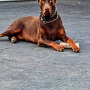 Ice joined the competition — help win amazing prizes! dog, doberman, bone, outdoor, driveway, pet, animal, canine, resting, alert, ears, collar, chain, brown, fur, house, garage_door, pavement, daytime, domestic_animal