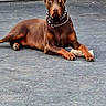 dog, doberman, bone, outdoor, driveway, pet, animal, canine, resting, alert, ears, collar, chain, brown, fur, house, garage_door, pavement, daytime, domestic_animal
