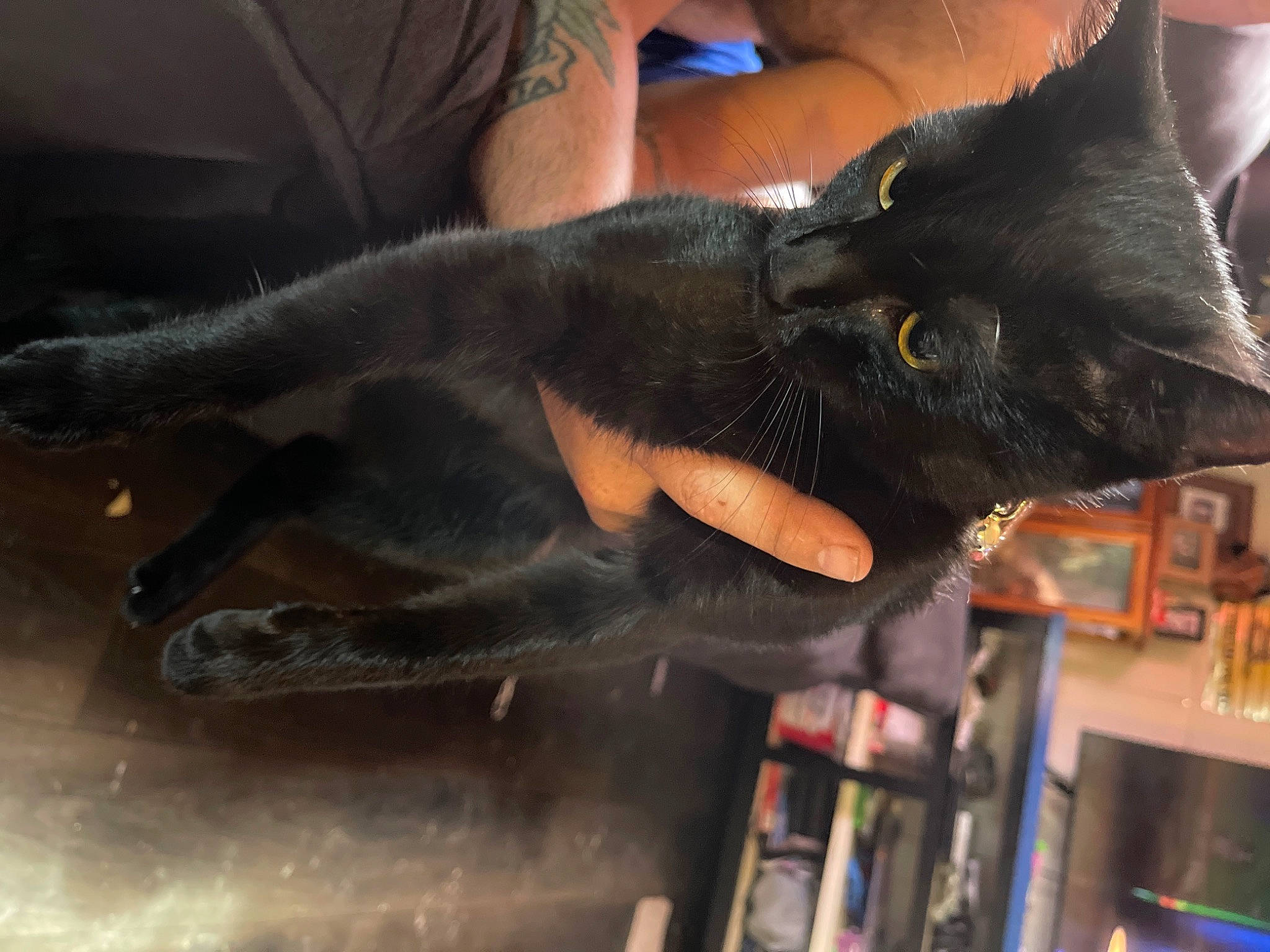 Binks is registered to the contest to win money with this photo: black_cat, bookcase, carnivore, cat, claw, dog_breed, domestic_short_haired_cat, ear, fashion_accessory, felidae, fur, gesture, nail, shelf, shelving, small_to_medium_sized_cats, snout, sporting_group, whiskers, wrist