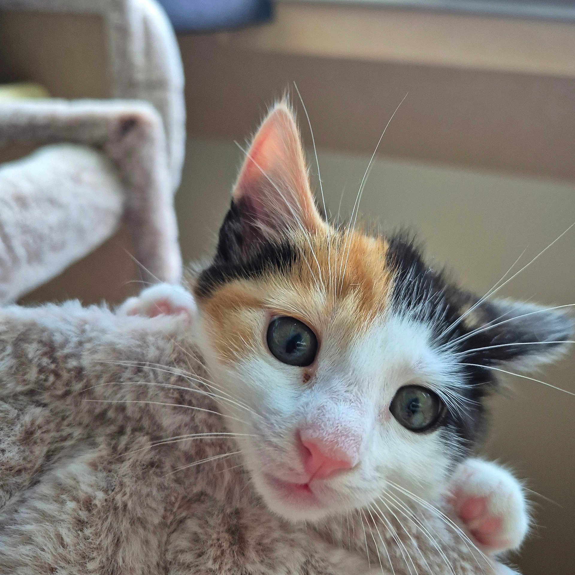 Queen a rejoint le concours — aidez-le/la à gagner de superbes lots ! calico_cat, kitten, close_up, pet, feline, whiskers, pink_nose, curious_eyes, soft_blanket, indoor, cute, fur, animal, young_cat, domestic_cat, snuggling, portrait, closeup, furry, pets