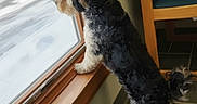Bless joined the competition — help win amazing prizes! animal, black_and_white, chair, companion, curious, daylight, dog, domestic, fur, home_interior, indoor, looking_out, pet, quiet, snow, standing, tile_floor, window, winter, wooden_frame