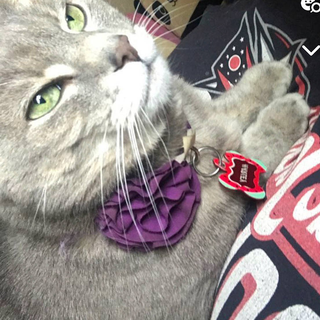 Harley is registered to the contest to win money with this photo: carmine, carnivore, cat, claw, domestic_short_haired_cat, fang, felidae, fur, grey, paw, small_to_medium_sized_cats, snout, terrestrial_animal, whiskers, white, yawn