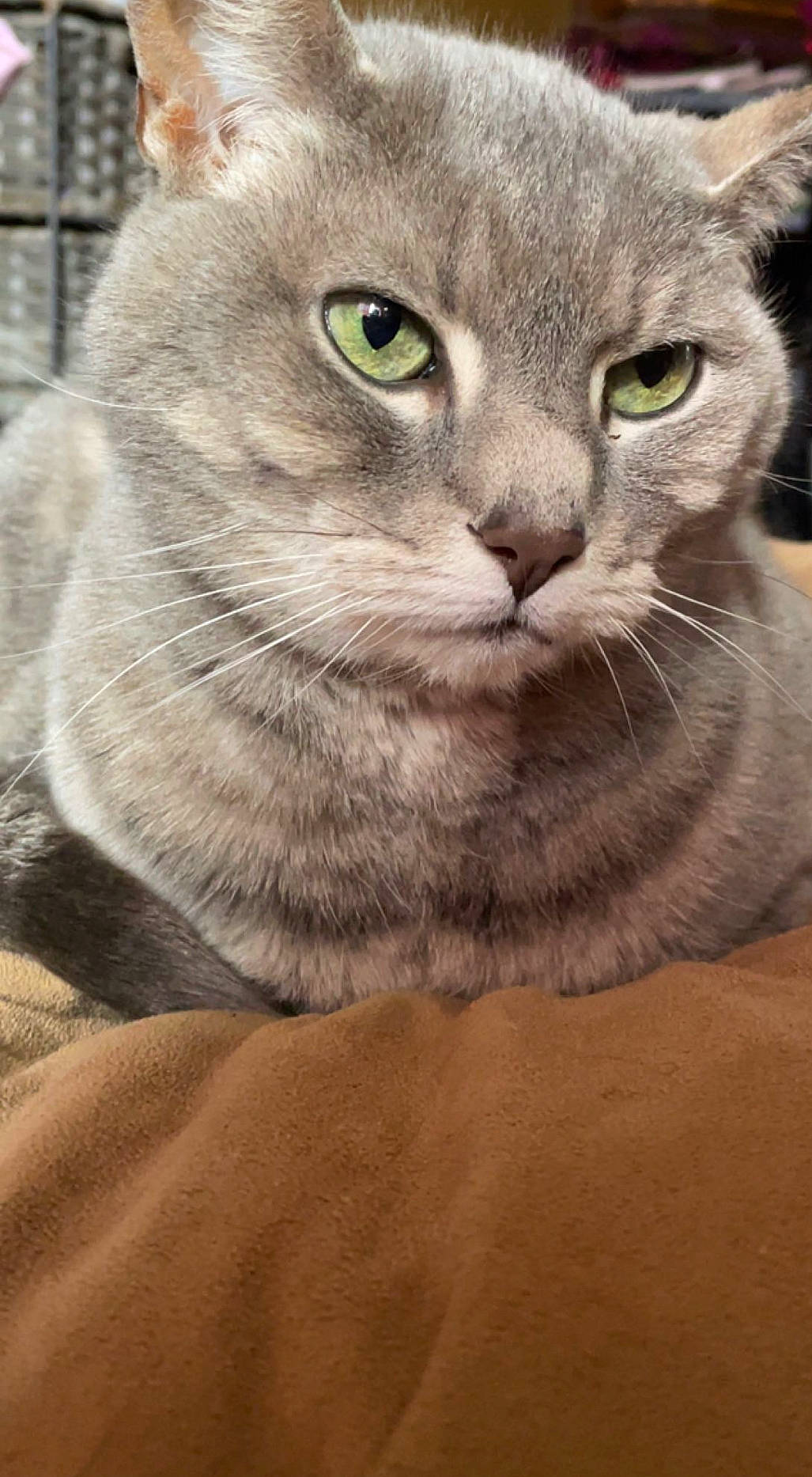 Harley joined the competition — help win amazing prizes! carnivore, cat, domestic_short_haired_cat, felidae, fur, glasses, grey, sitting, small_to_medium_sized_cats, snout, tail, terrestrial_animal, whiskers, wildlife