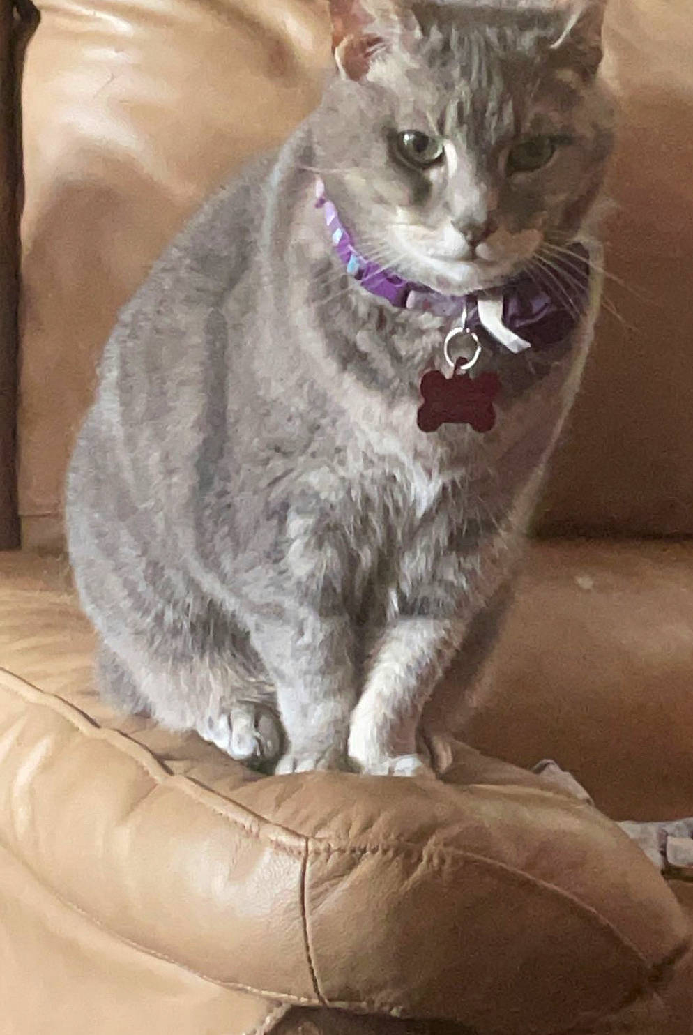 Harley is registered to the contest to win money with this photo: carnivore, cat, comfort, domestic_short_haired_cat, felidae, fur, grey, sitting, small_to_medium_sized_cats, snout, tail, terrestrial_animal, whiskers