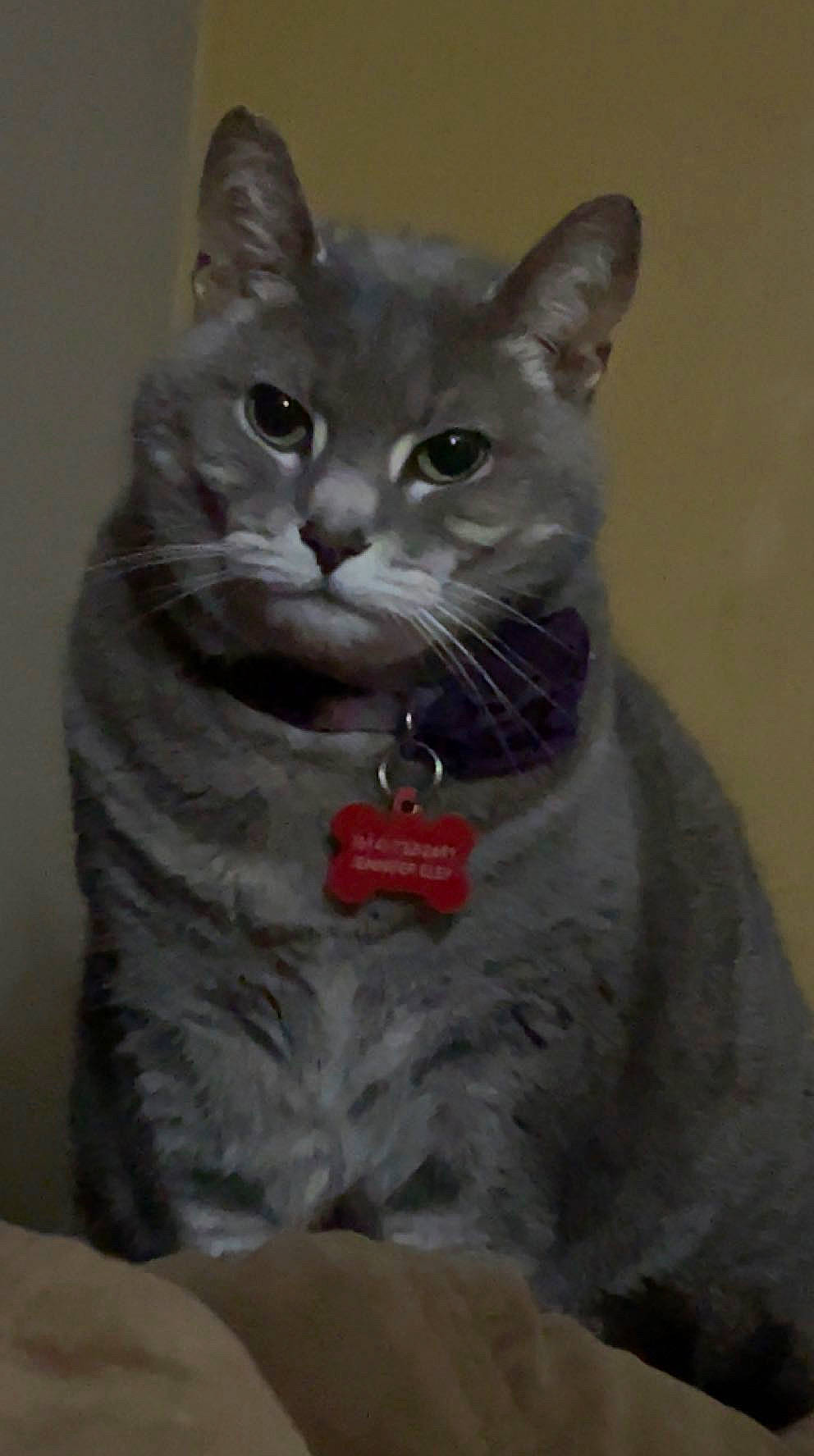 Harley is registered to the contest to win money with this photo: art, carnivore, cat, domestic_short_haired_cat, felidae, fur, grey, sculpture, small_to_medium_sized_cats, snout, tail, terrestrial_animal, whiskers