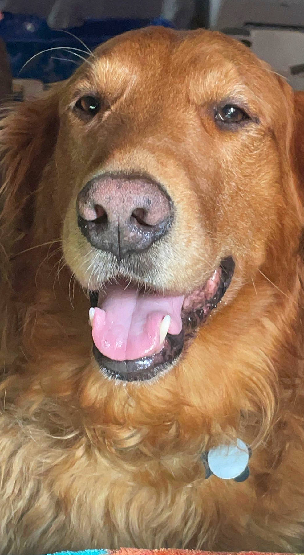 Jackson is registered to the contest to win money with this photo: ancient_dog_breeds, canidae, carnivore, collar, companion_dog, dog, dog_breed, fawn, fur, guard_dog, gun_dog, jaw, liver, retriever, snout, sporting_group, tongue, whiskers, working_animal, working_dog