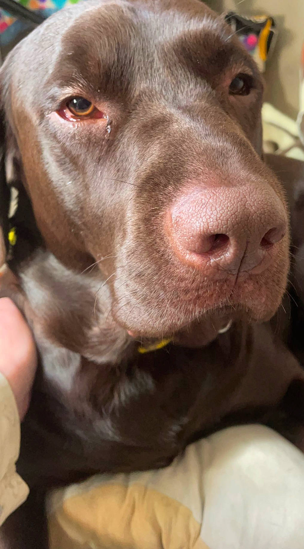 Leo joined the competition — help win amazing prizes! borador, canidae, carnivore, collar, companion_dog, dog, dog_breed, dog_collar, ear, fur, gun_dog, hunting_dog, labrador_retriever, liver, pointing_breed, retriever, snout, sporting_group, whiskers, working_animal