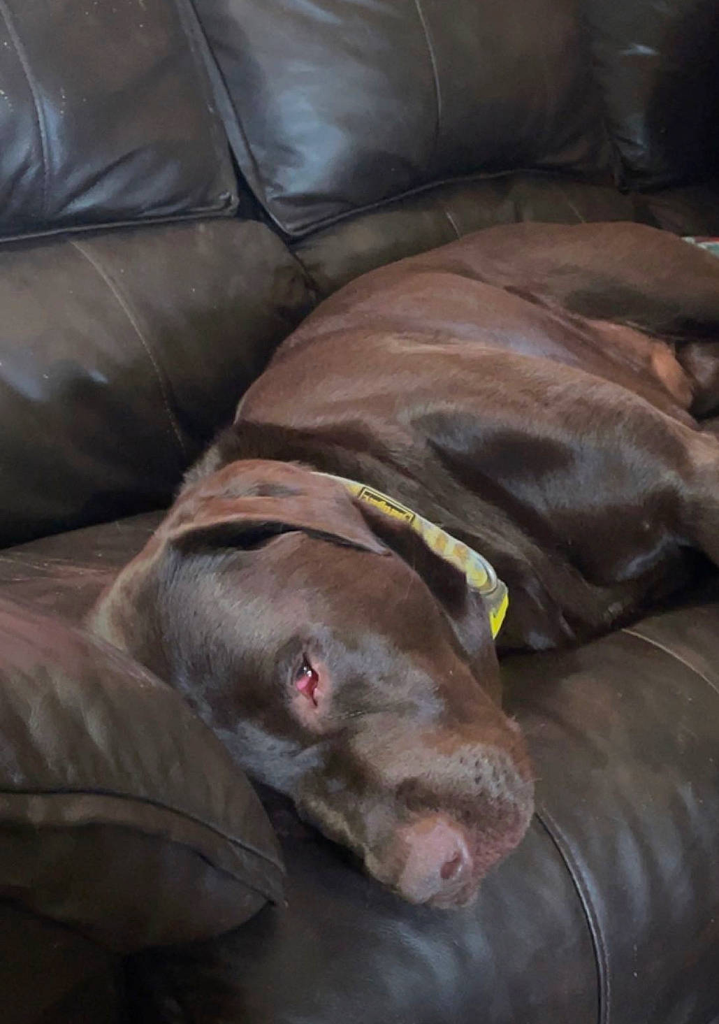 Leo is registered to the contest to win money with this photo: borador, brown, canidae, carnivore, collar, comfort, companion_dog, dog, dog_breed, fawn, fur, guard_dog, gun_dog, liver, non_sporting_group, sleeper_chair, snout, sporting_group, whiskers, working_animal