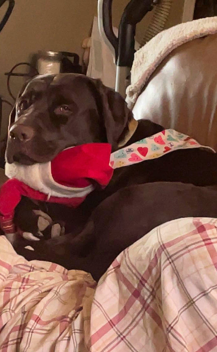 Leo is registered to the contest to win money with this photo: canidae, carnivore, collar, comfort, companion_dog, dog, dog_breed, dog_collar, dog_supply, fawn, fur, leash, linens, pattern, pet_supply, plaid, snout, sporting_group, tartan, working_animal