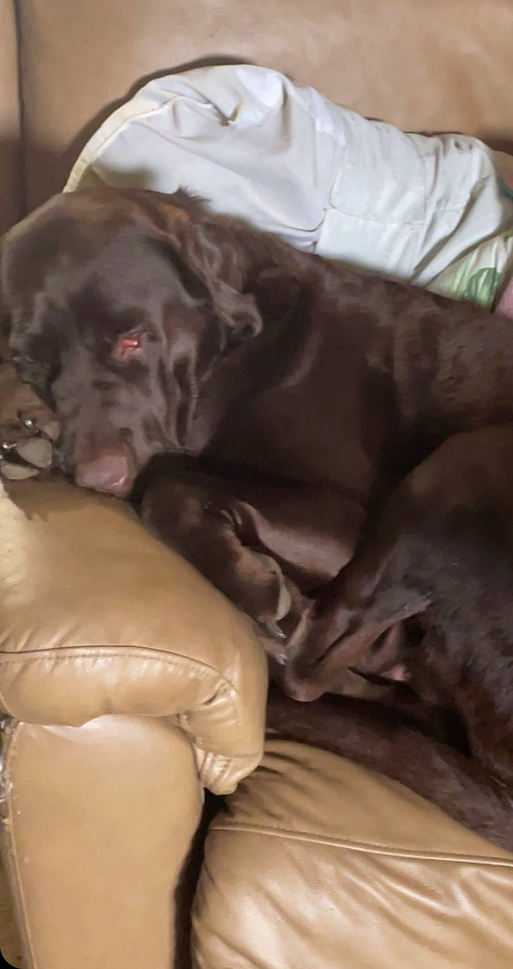 Leo is registered to the contest to win money with this photo: borador, brown, canidae, carnivore, comfort, companion_dog, dog, dog_breed, flesh, fur, gun_dog, liver, snout, sporting_group, whiskers, working_animal, wrinkle