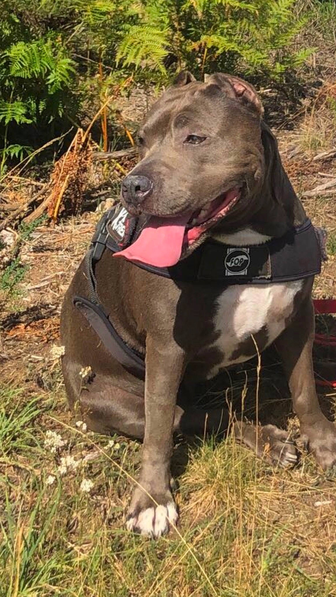 Hades participe au concours pour gagner de l'argent avec cette photo : adventure, canidae, carnivore, collar, companion_dog, dog, dog_breed, dog_collar, dog_supply, fang, fawn, grass, gun_dog, pet_supply, plant, rampur_greyhound, snout, sporting_group, terrestrial_animal, working_animal