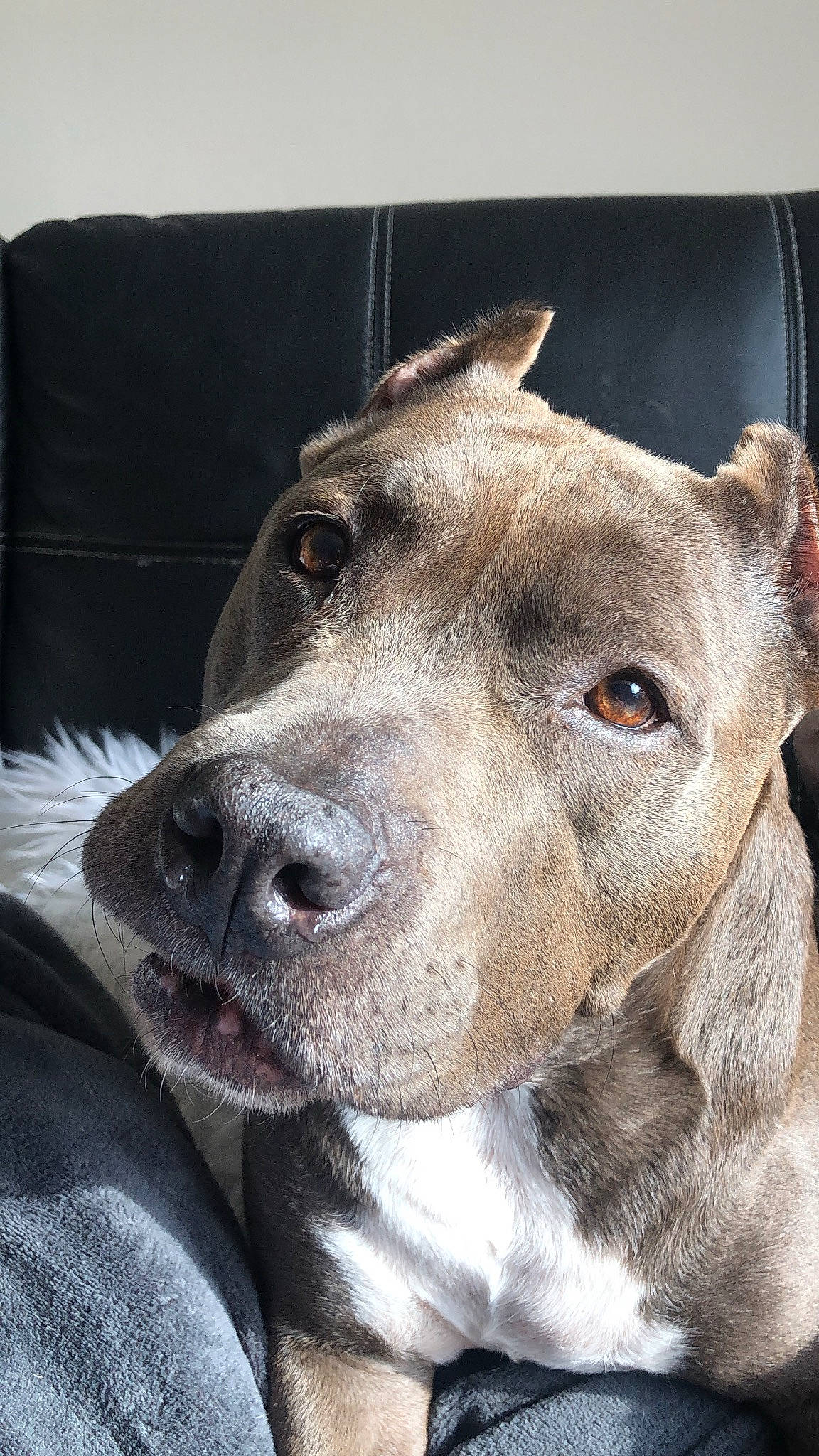 Hades a rejoint le concours — aidez-le/la à gagner de superbes lots ! canidae, carnivore, collar, companion_dog, dog, dog_breed, dog_collar, ear, fawn, fur, jaw, liver, non_sporting_group, pet_supply, snout, sporting_group, terrestrial_animal, whiskers, working_animal, working_dog