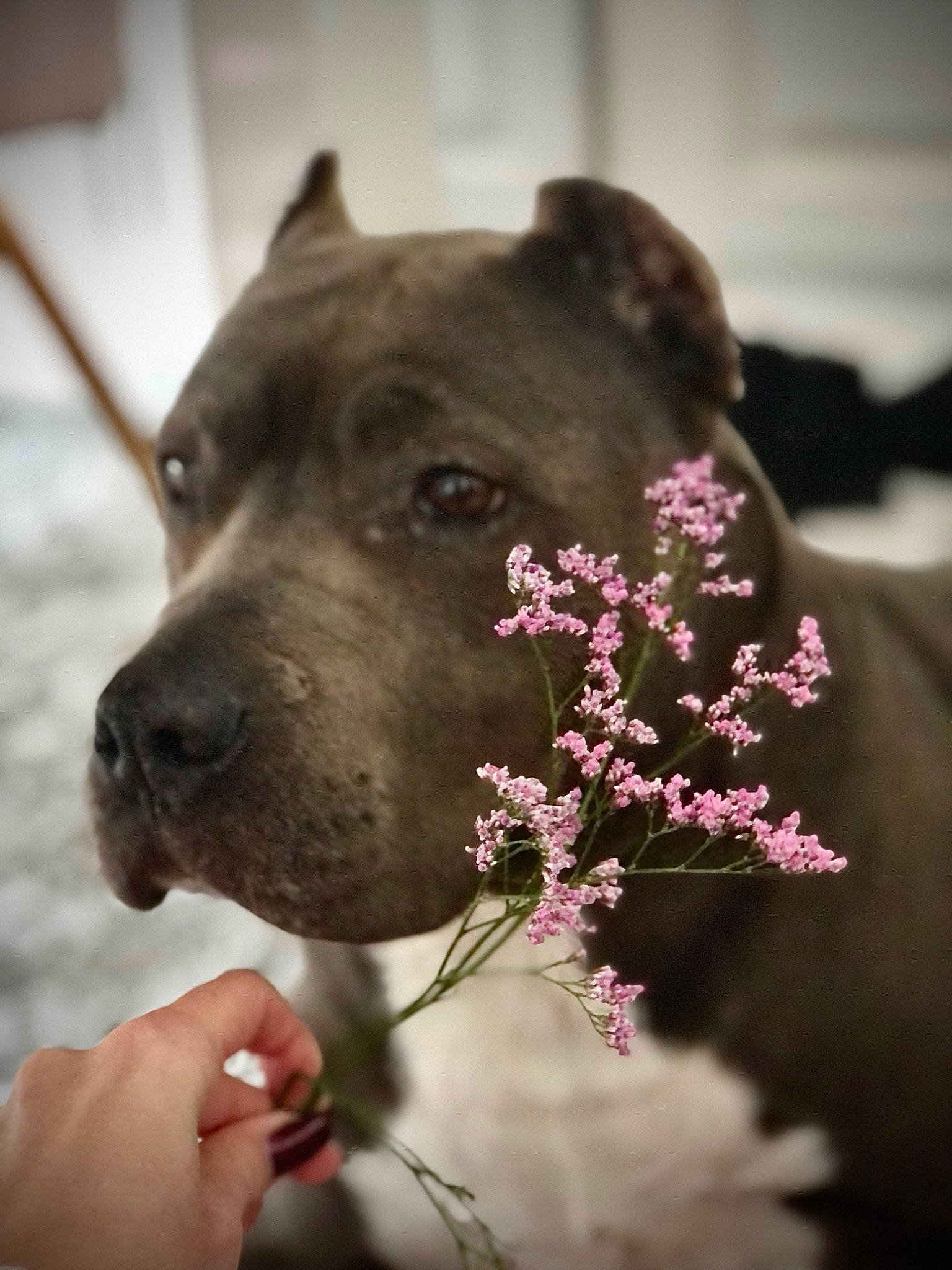 Hades participe au concours pour gagner de l'argent avec cette photo : beauty, canidae, carnivore, collar, companion_dog, dog, dog_breed, dog_collar, fawn, flower, fur, grass, guard_dog, magenta, monochrome_photography, petal, plant, snout, whiskers, working_animal