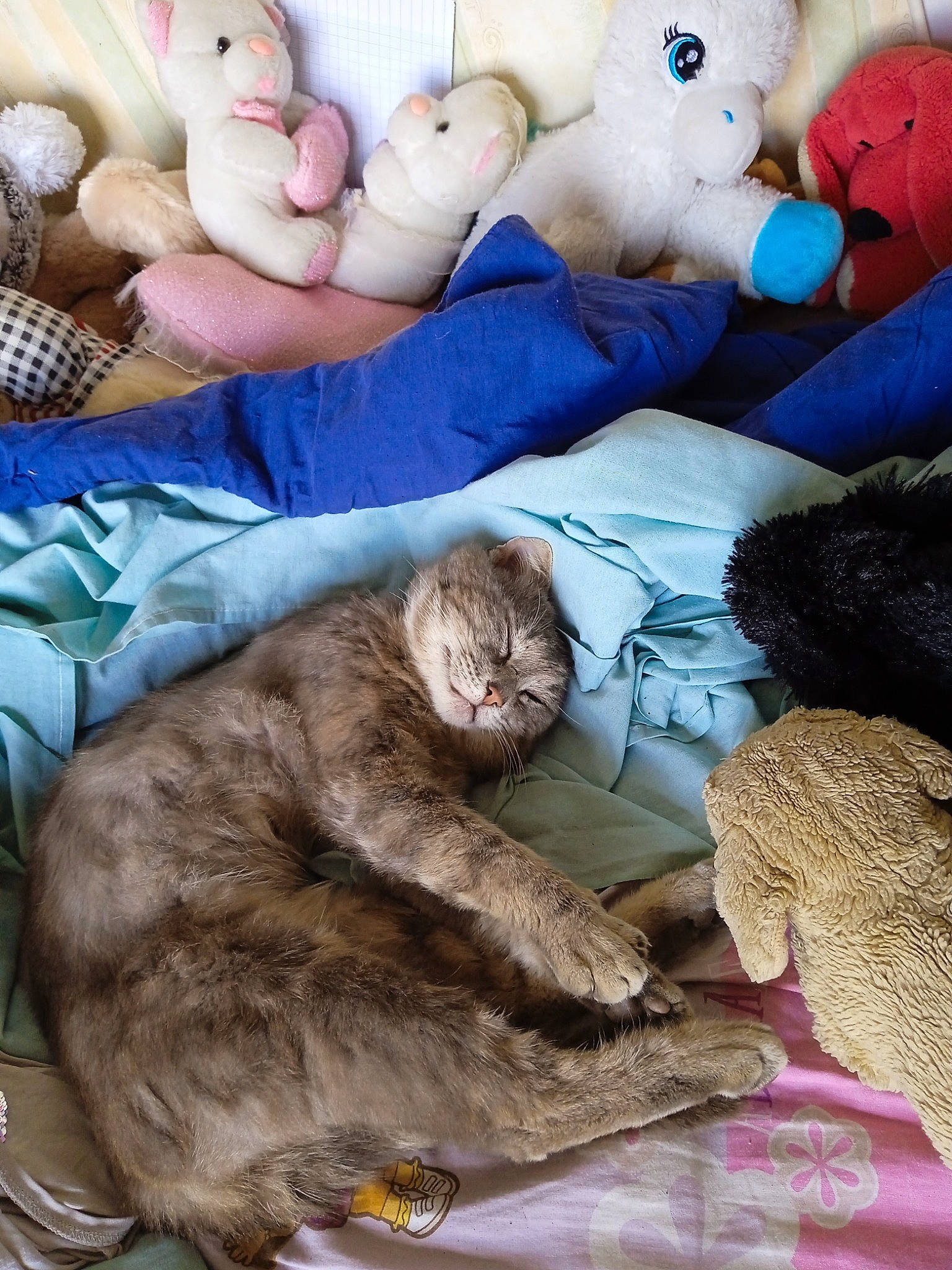 Léon participe au concours pour gagner de l'argent avec cette photo : bedding, blue, carnivore, cat, comfort, domestic_short_haired_cat, felidae, fur, linens, mammal, photograph, small_to_medium_sized_cats, snapshot, stuffed_toy, teddy_bear, textile, toy, vertebrate, whiskers, white