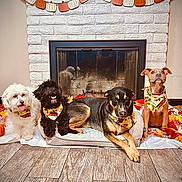 Fur is registered to the contest to win money with this photo: dog, dogs, fireplace, autumn, fall_decor, pumpkin_garland, bandana, pet_bed, wood_floor, decorations, indoor, cute, pets, animal, holiday, seasonal, leaf, brown, black, white