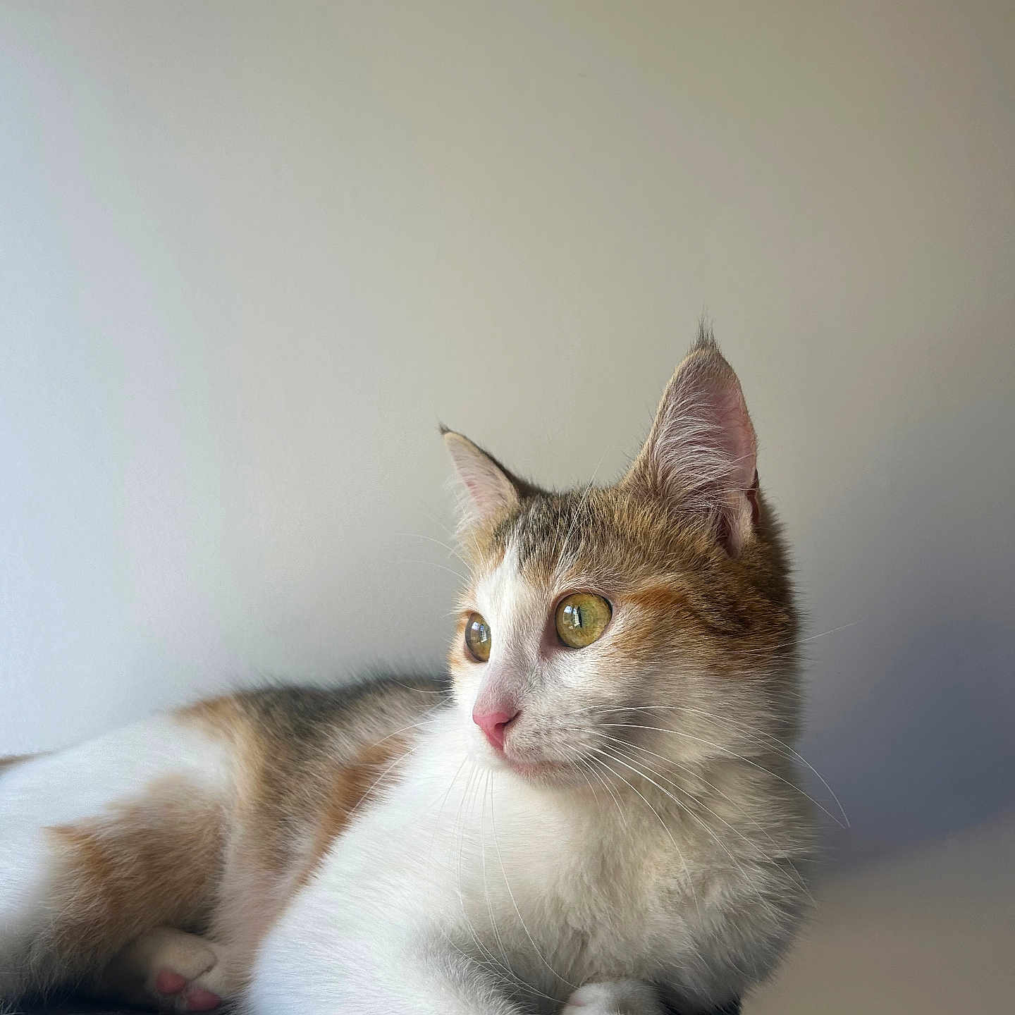 Izy a rejoint le concours — aidez-le/la à gagner de superbes lots ! abyssinian, angora, animal, cat, kitten, manx, pet, siamese
