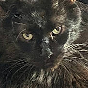 Beef joined the competition — help win amazing prizes! cat, black_cat, feline, pet, whiskers, green_eyes, close_up, portrait, fur, indoor, blanket, pattern, striped_background, screenshot, ui_overlay, timestamp, share_icon, download_icon, mobile_photo, stare