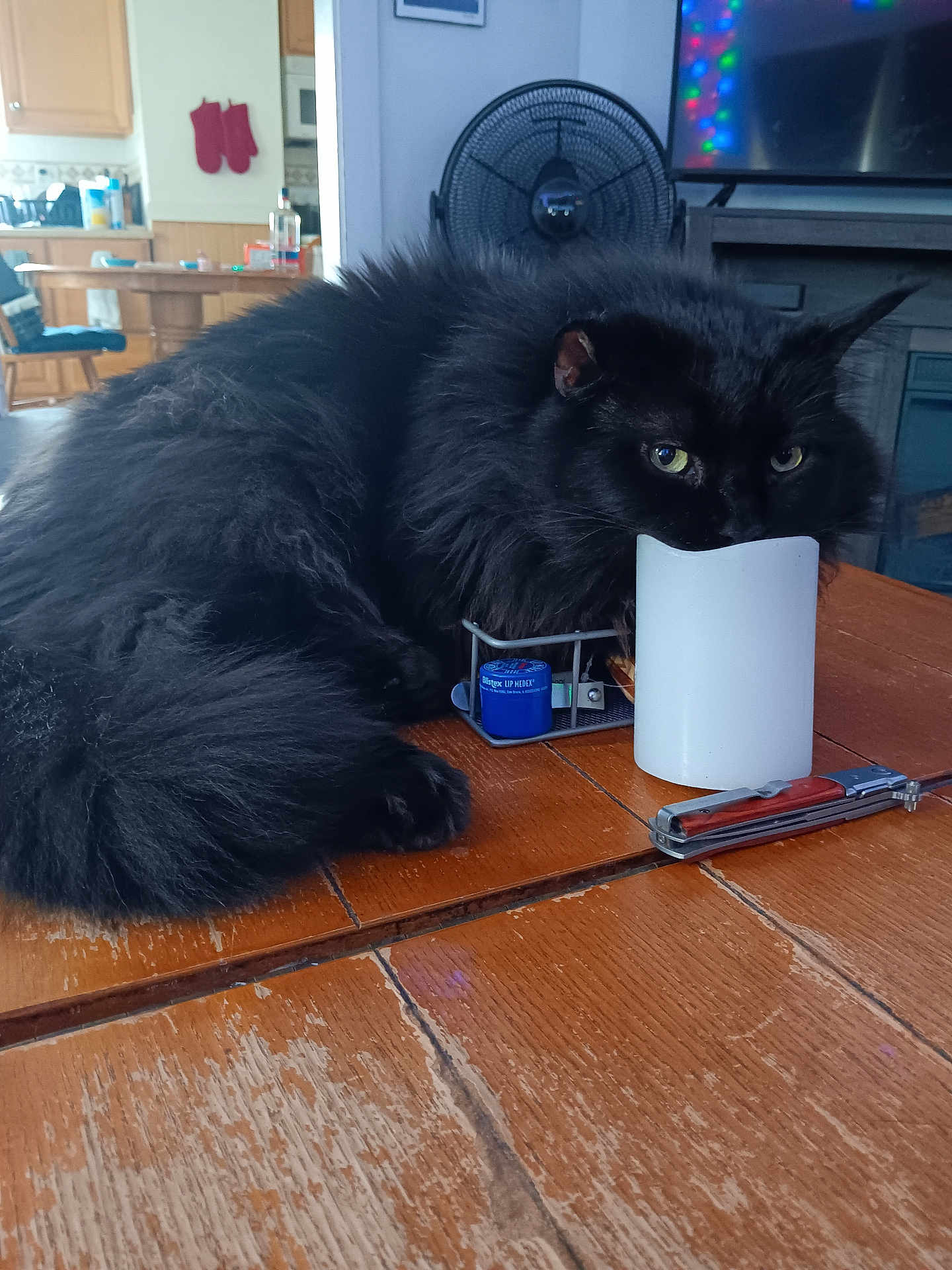 Beef joined the competition — help win amazing prizes! cat, black_cat, long_fur, fluffy, wooden_table, candle, indoor, living_room, green_eyes, pet, close_up, fur, whiskers, paw, fan, tv, multitool, scratches, household_items, curious