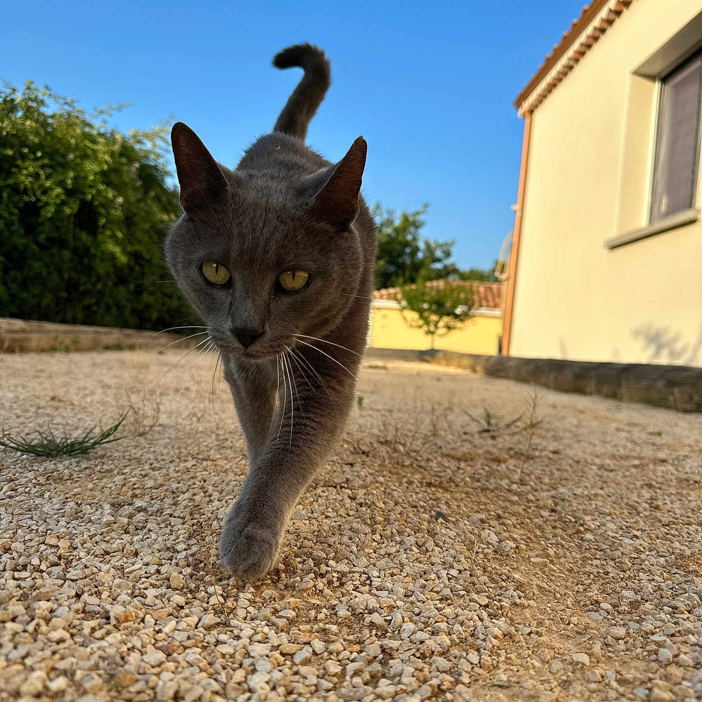 Coussinet participe au concours pour gagner de l'argent avec cette photo : animal, background, blue_sky, cat, close_up, curious, daytime, gravel, gray_cat, ground, house, nature, outdoor, pet, plants, sunny, tail, walking, whiskers, window