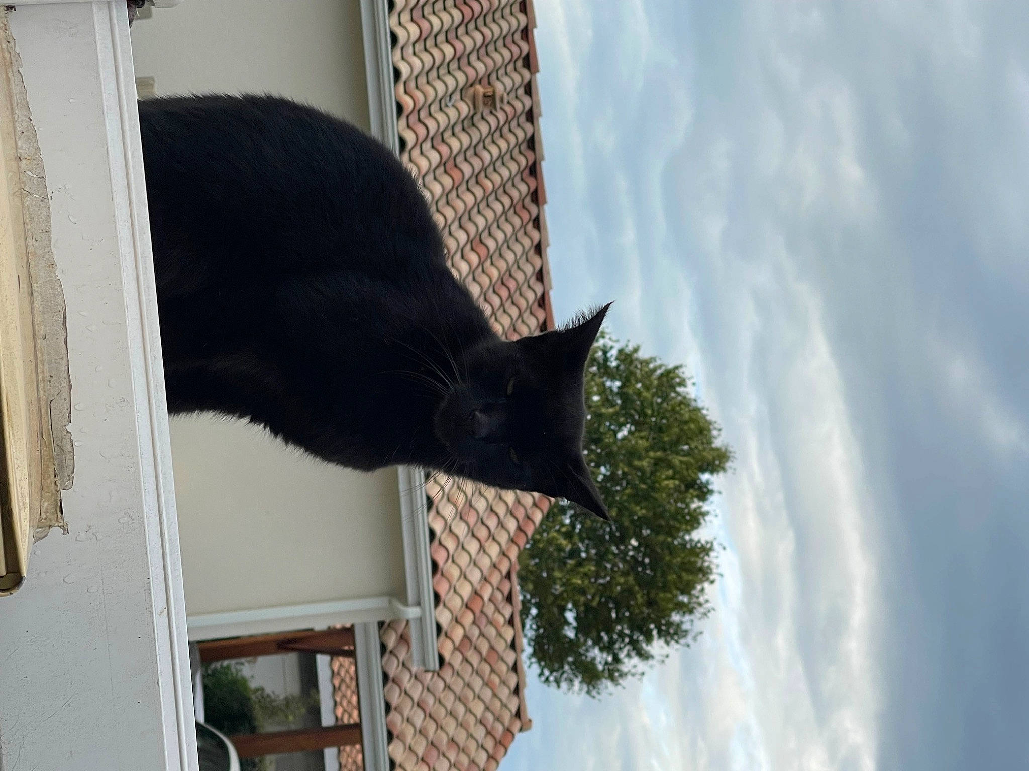 Ponpon a rejoint le concours — aidez-le/la à gagner de superbes lots ! black_cat, bombay, building, carnivore, cat, cloud, domestic_short_haired_cat, felidae, fur, house, plant, sash_window, sky, small_to_medium_sized_cats, tail, tints_and_shades, tree, whiskers, window, winter