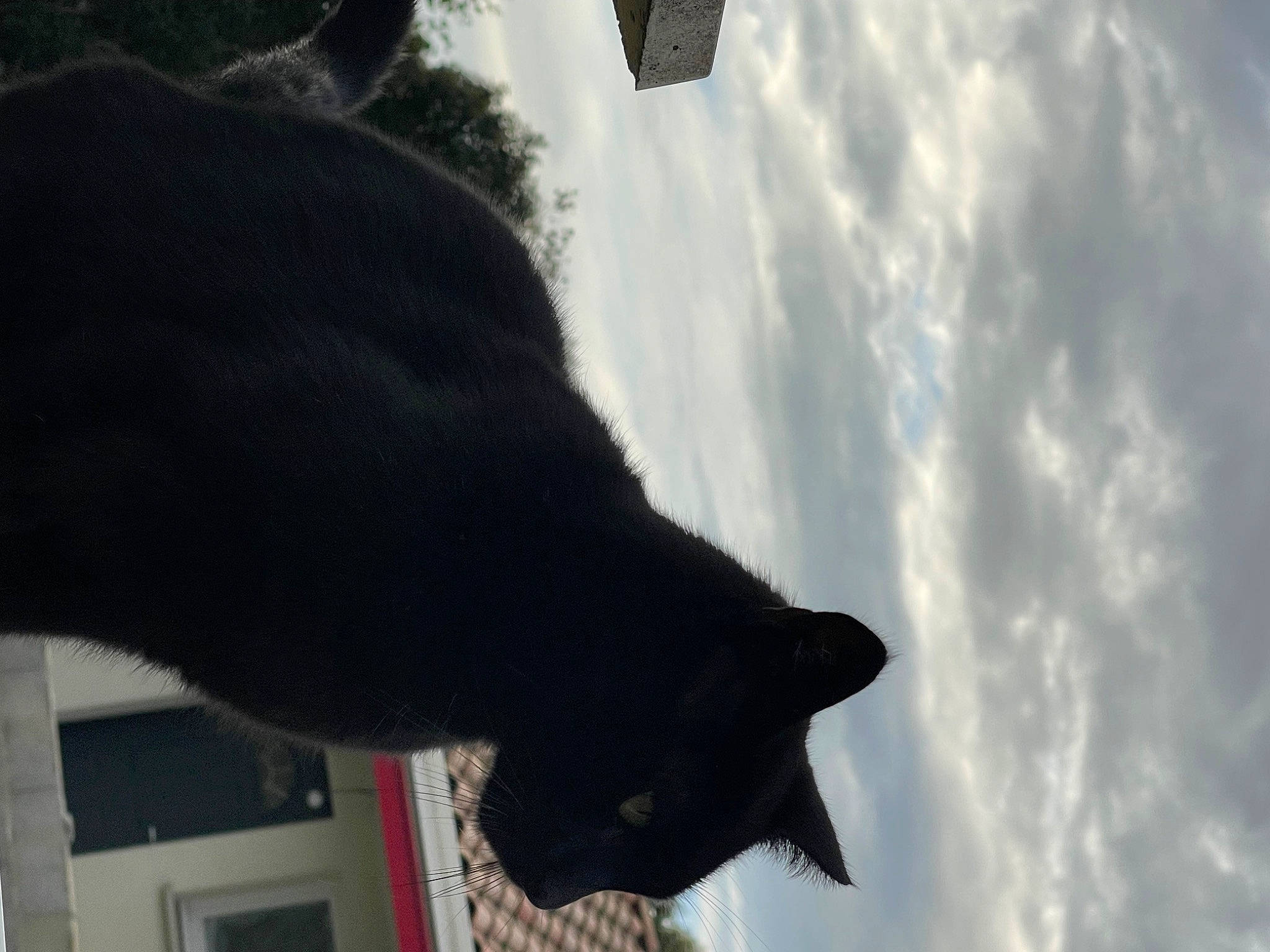 Ponpon participe au concours pour gagner de l'argent avec cette photo : black_cat, bombay, carmine, carnivore, cat, claw, cloud, cumulus, domestic_short_haired_cat, felidae, fur, shadow, sky, small_to_medium_sized_cats, tail, tints_and_shades, tree, whiskers, window