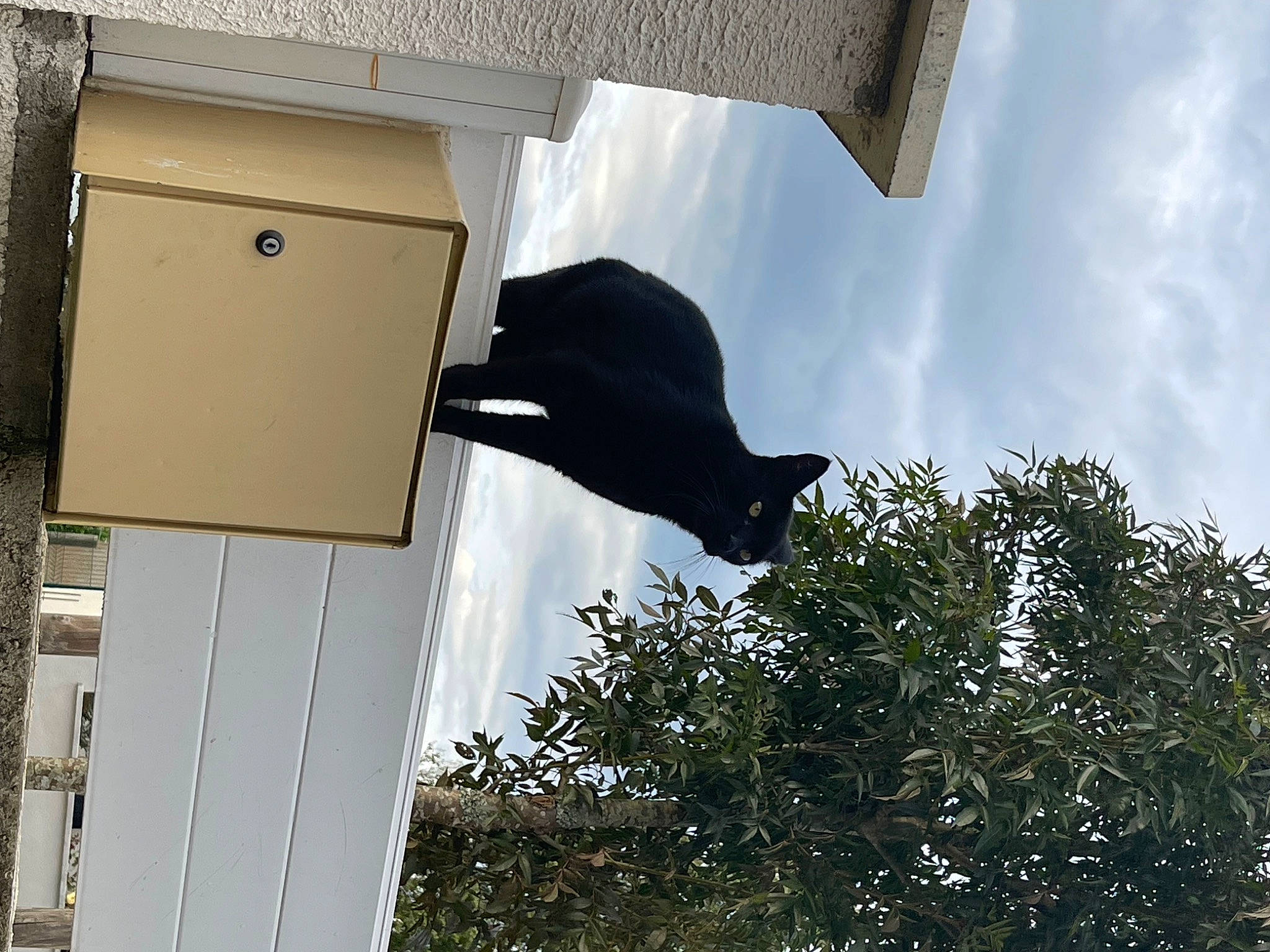 Ponpon participe au concours pour gagner de l'argent avec cette photo : art, building, carnivore, cat, cloud, facade, felidae, house, palm_tree, roof, sculpture, shade, shadow, sky, small_to_medium_sized_cats, tail, tints_and_shades, tree, vertebrate, window