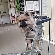 Aston a rejoint le concours — aidez-le/la à gagner de superbes lots ! dog, shopping_cart, store, warehouse, leash, floor, shelves, products, metal, pet, cute, fluffy, animal, indoor, tongue_out, playful, mischievous, puppy, gray_floor, shopping