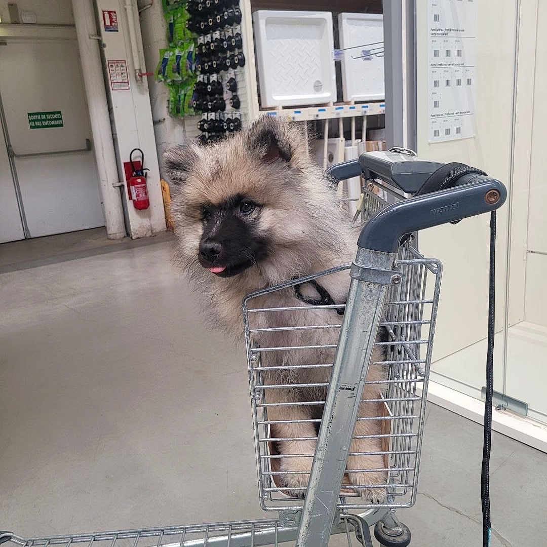 Aston a rejoint le concours — aidez-le/la à gagner de superbes lots ! dog, shopping_cart, store, warehouse, leash, floor, shelves, products, metal, pet, cute, fluffy, animal, indoor, tongue_out, playful, mischievous, puppy, gray_floor, shopping