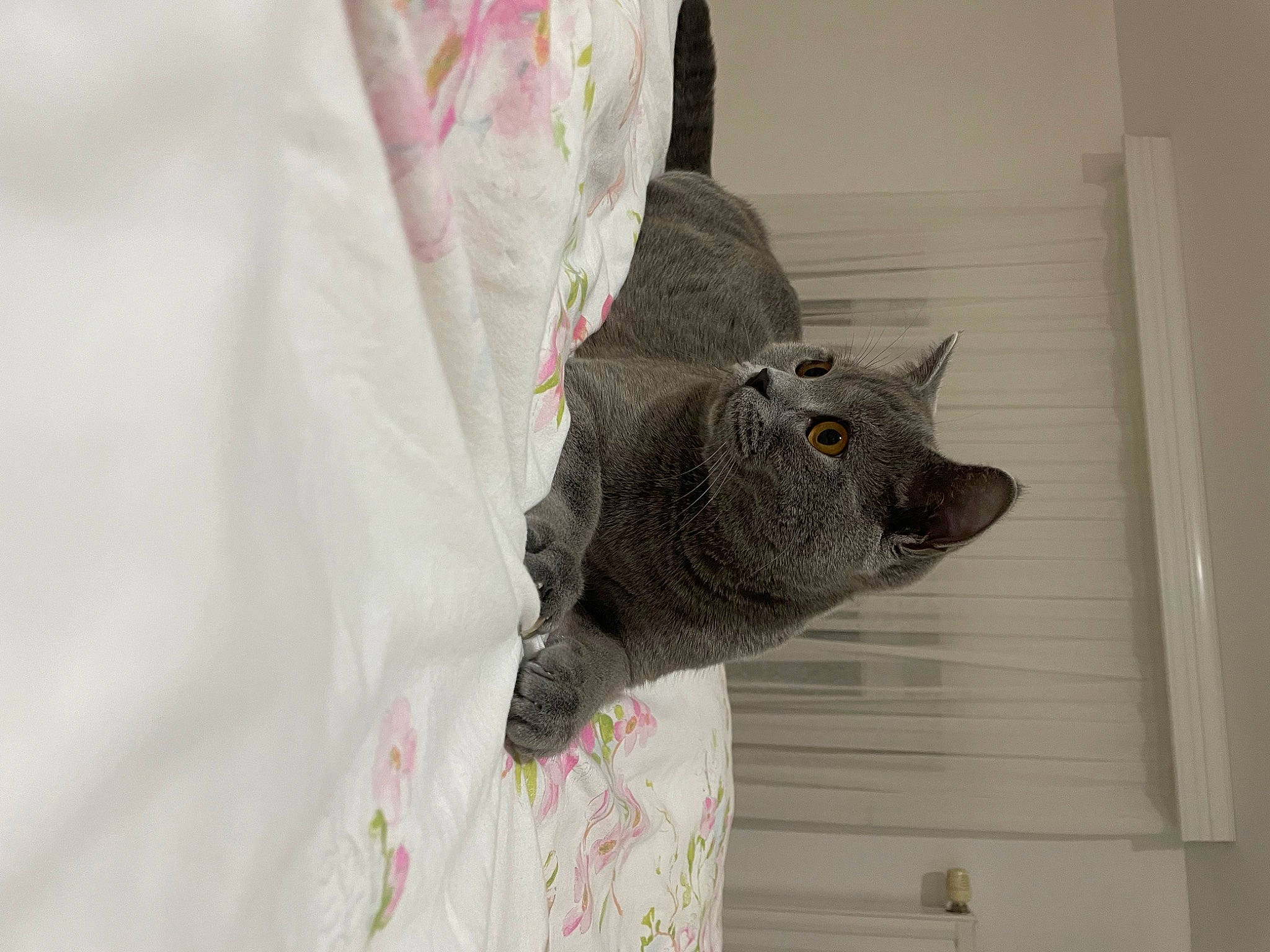 Ayaz participe au concours pour gagner de l&#x27;argent avec cette photo : african_grey, art, carnivore, creative_arts, domestic_short_haired_cat, felidae, fur, grey, linens, plant, room, small_to_medium_sized_cats, snout, stuffed_toy, tail, terrestrial_animal, toy, visual_arts, whiskers, wood